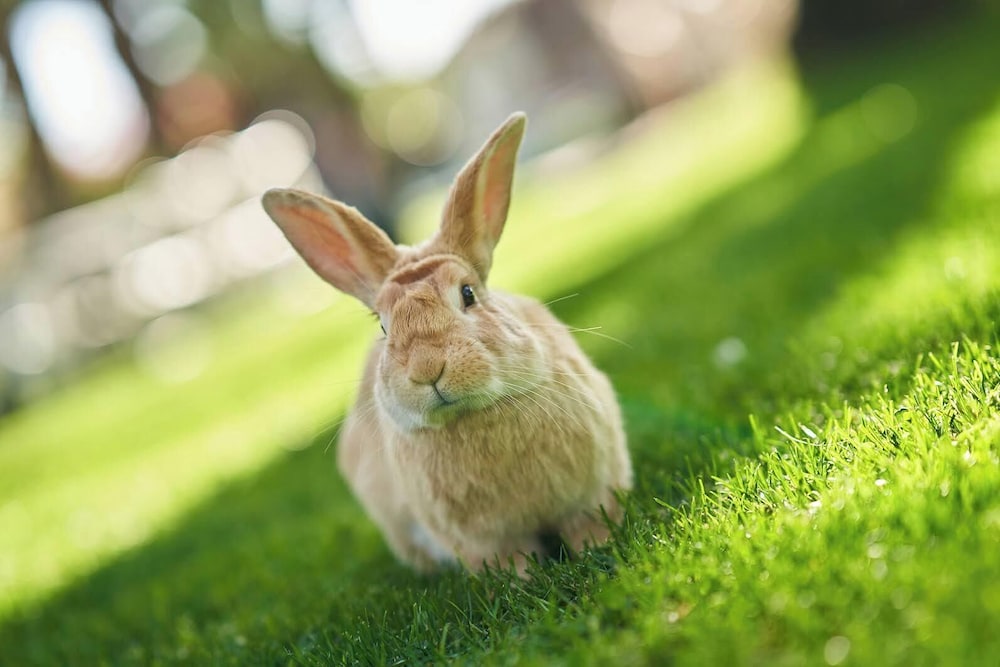 Resort Oasis 9/50