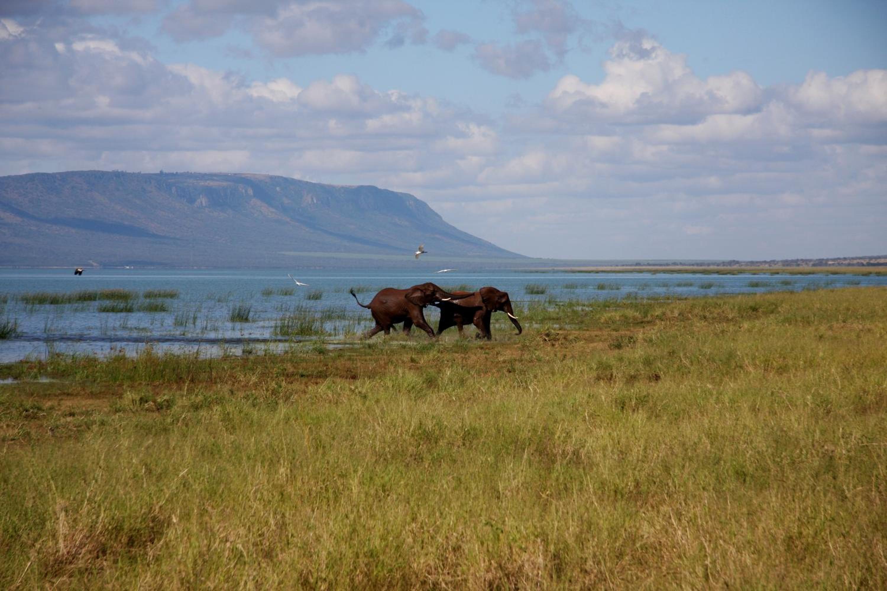 White Elephant Safari Lodge 7/21