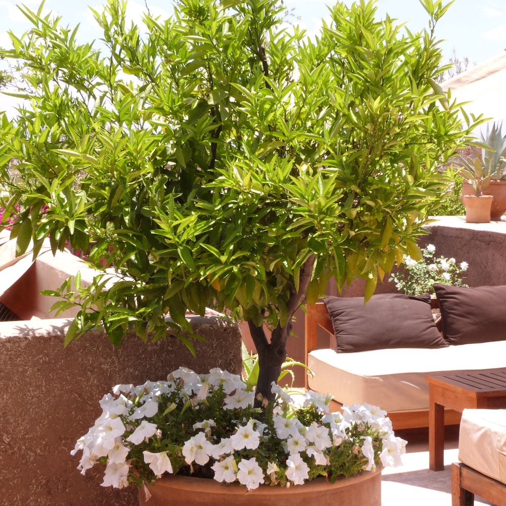 Al Ksar Riad & Spa Marrakech 39/48