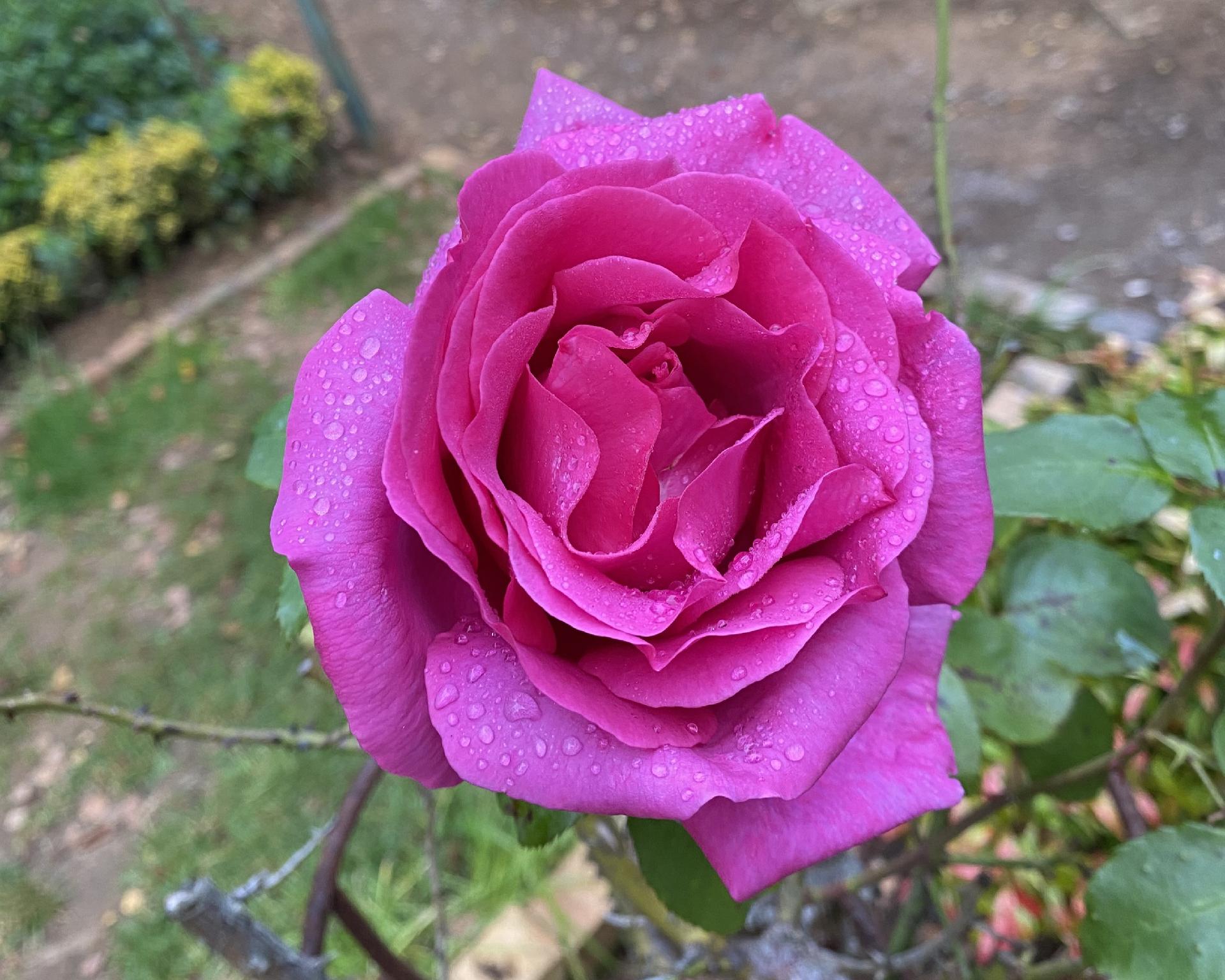 Highland Rose Country House & Serenity Spa 13/42