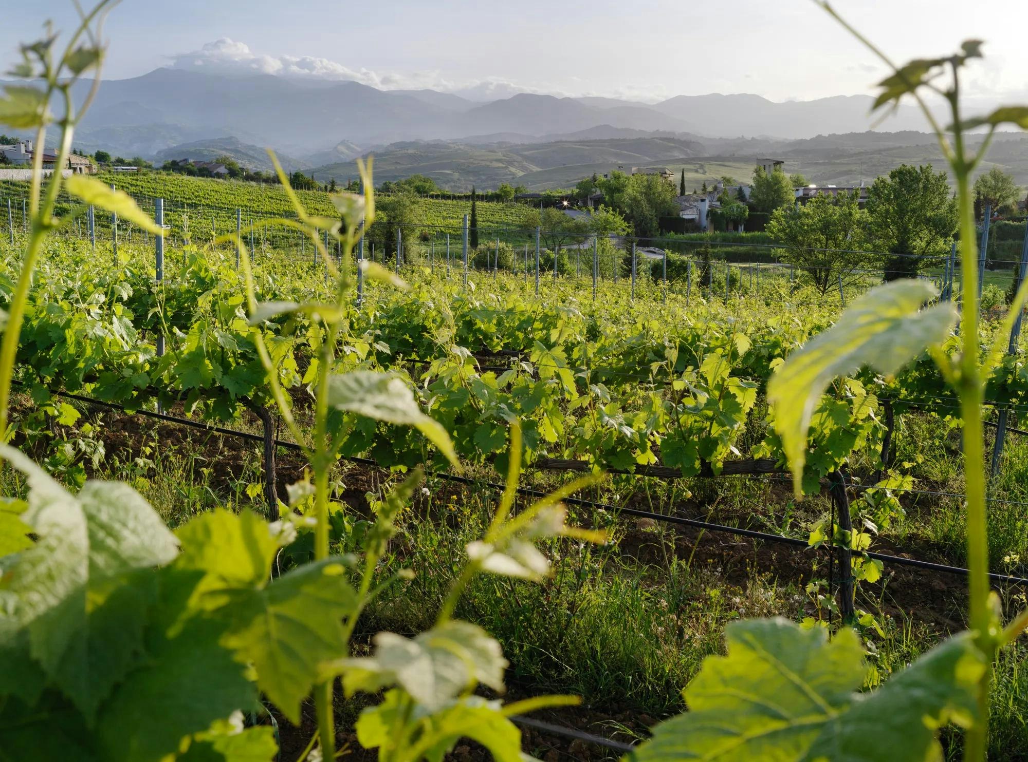 Zornitza Family Estate Relais & Chateaux 38/48