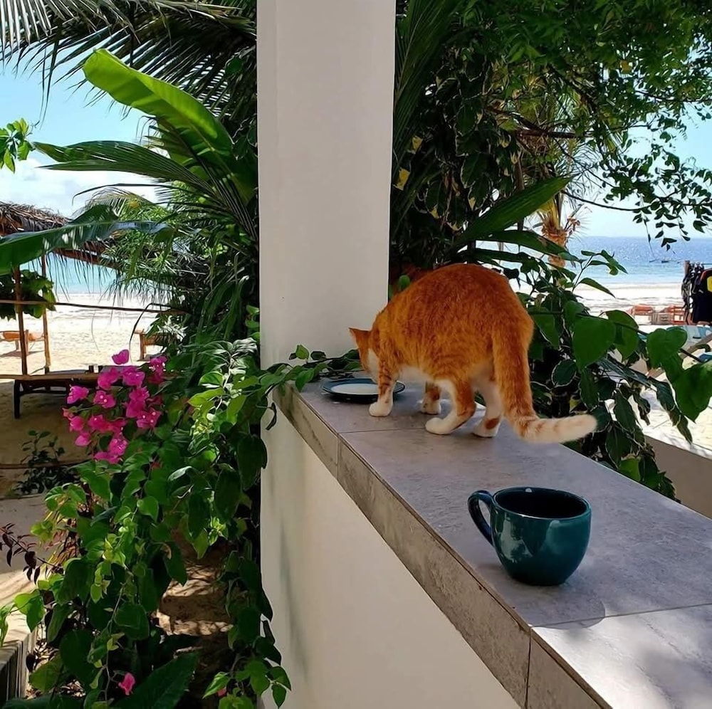 Sipano Beach Lodge Zanzibar 6/45