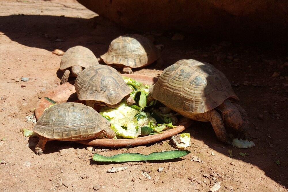 Kasbah Africa 12/50