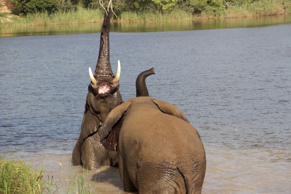 Ukuthula Bush Lodge 28/38
