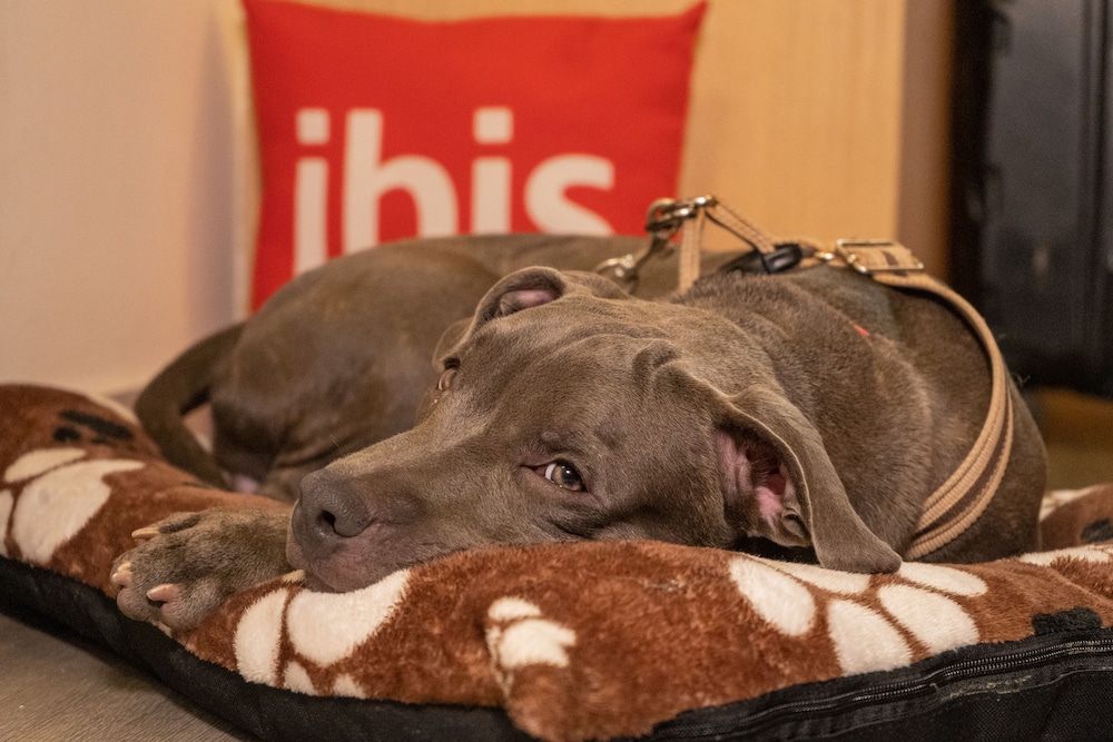 IBIS CARTAGENA MARBELLA 50/64