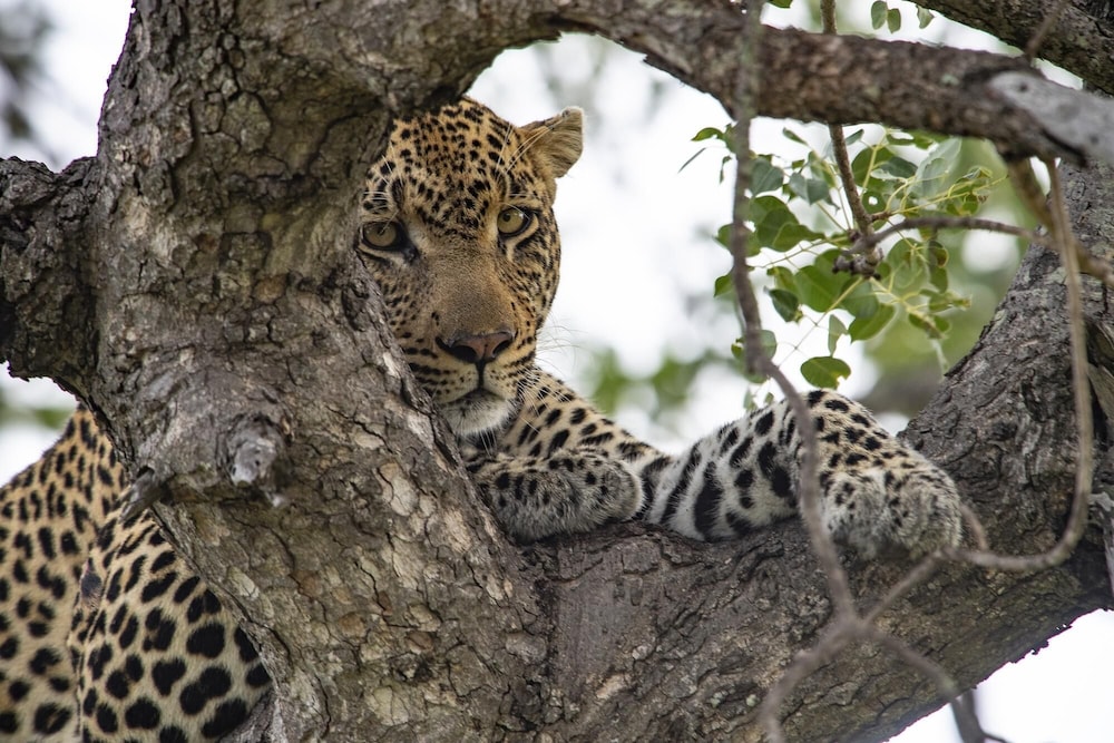 Simbavati River Lodge 17/50