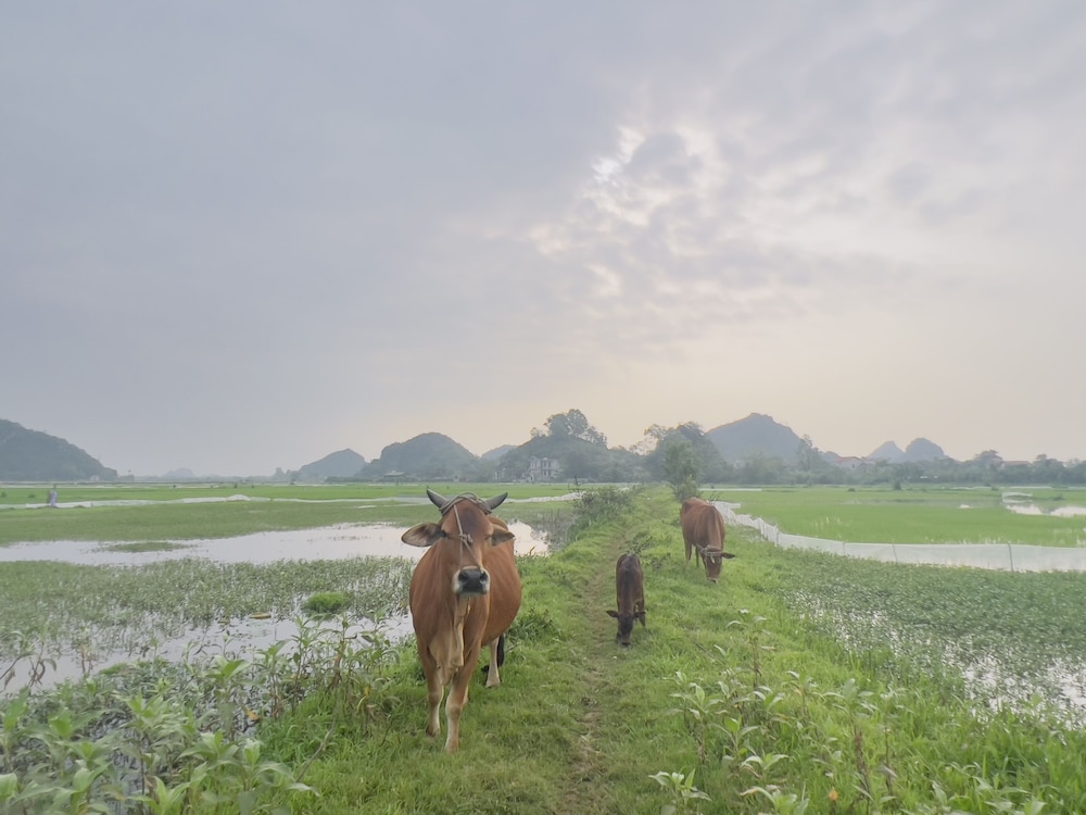 Ninh Binh Family Homestay 33/50