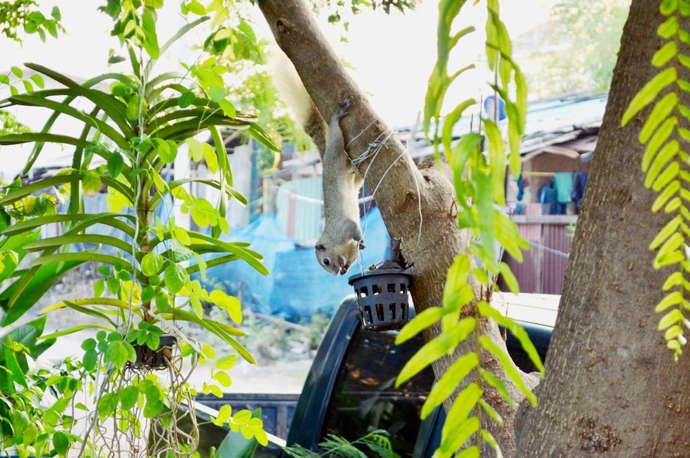 Early Bird Hostel Ayutthaya 43/47