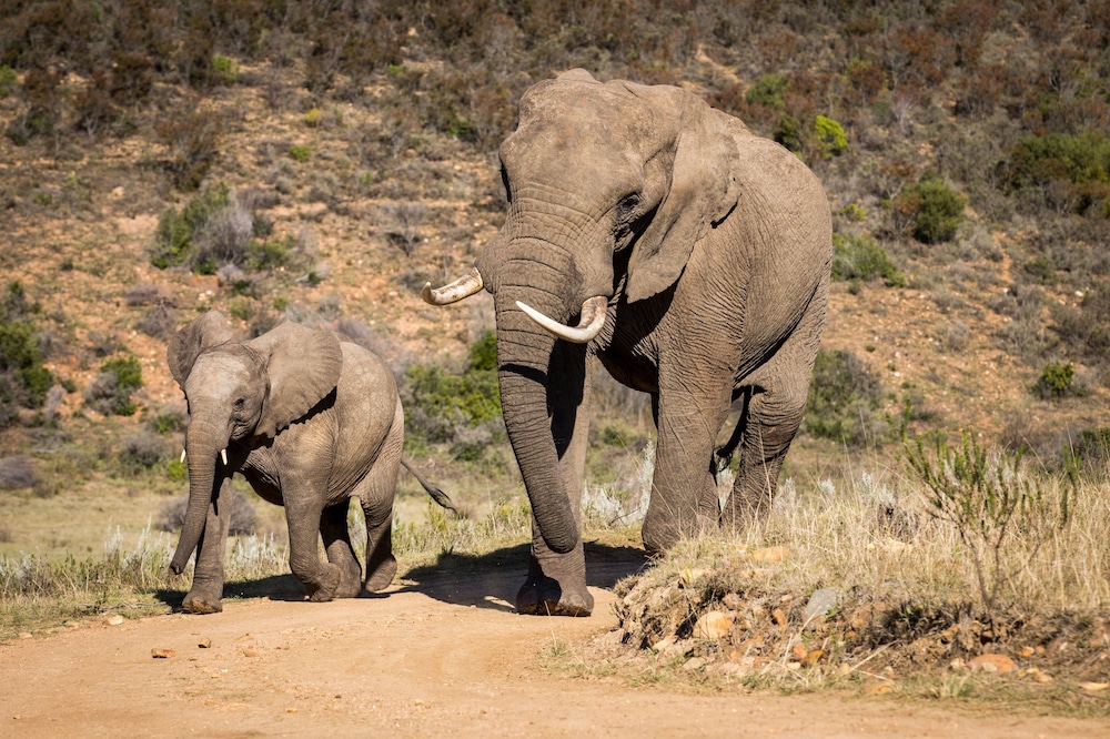 Botlierskop Private Game Reserve 76/83