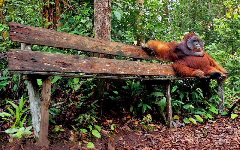Rimba Orangutan Eco Lodge 9/43