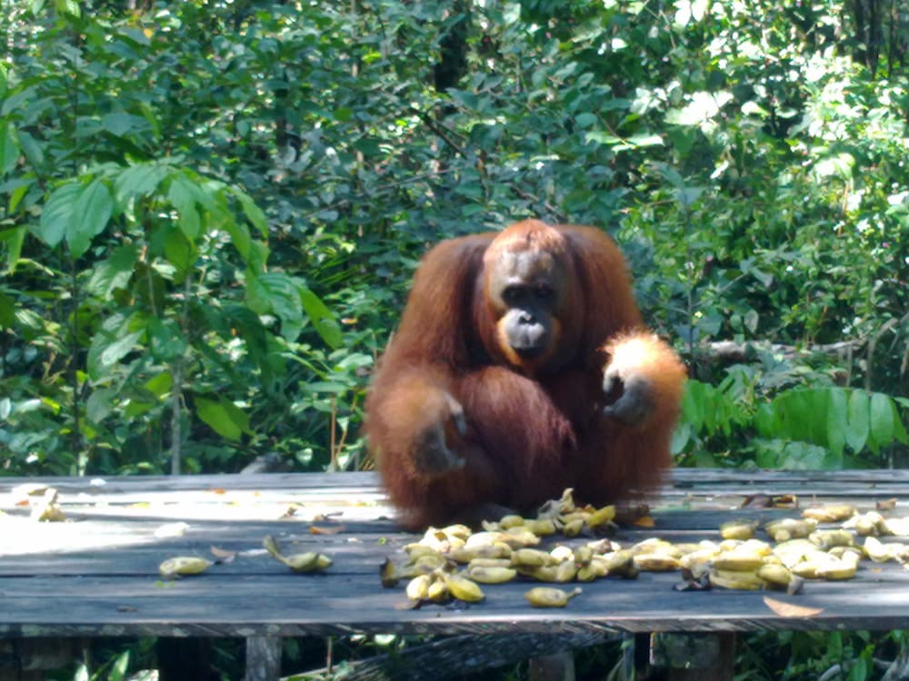 Rimba Orangutan Eco Lodge 15/43
