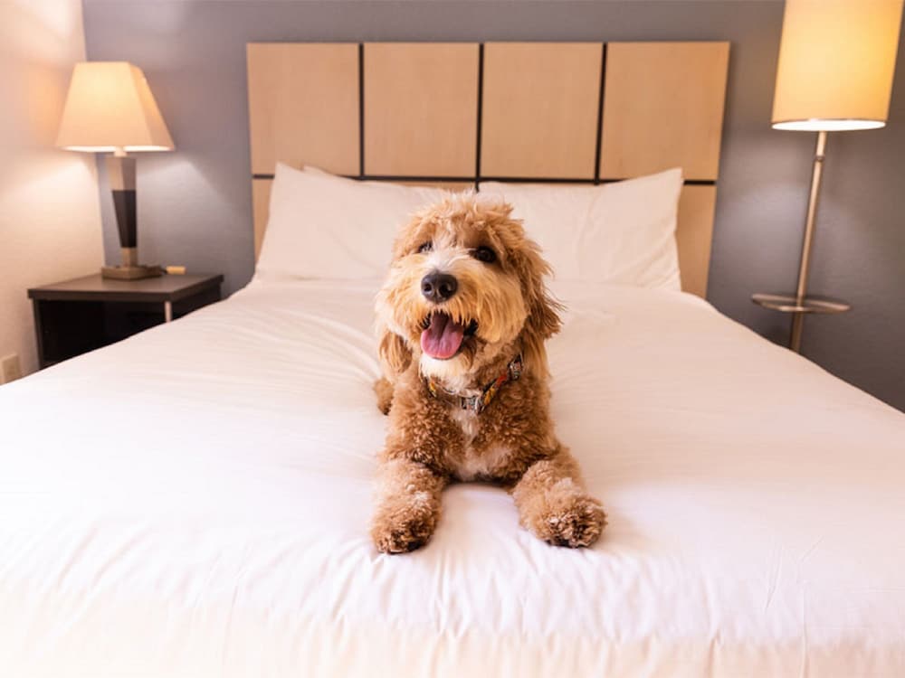 Sonesta Simply Suites Boston Braintree 23/30