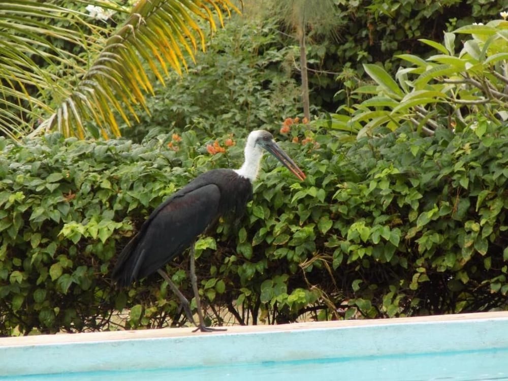Echo Villas Watamu 5/32