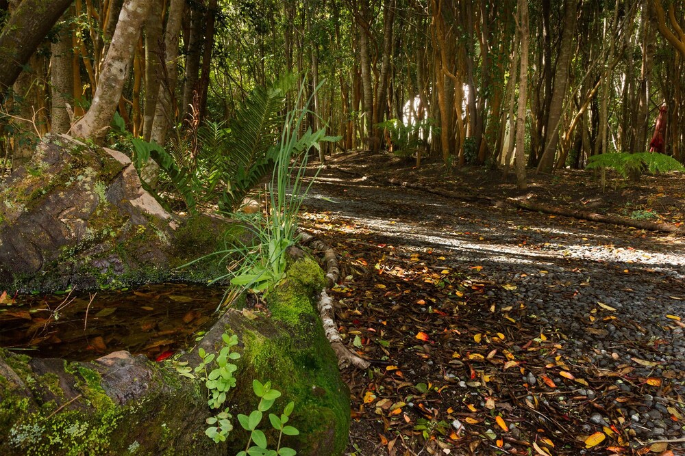 Cabanas Anulen Bosque Nativo 35/49