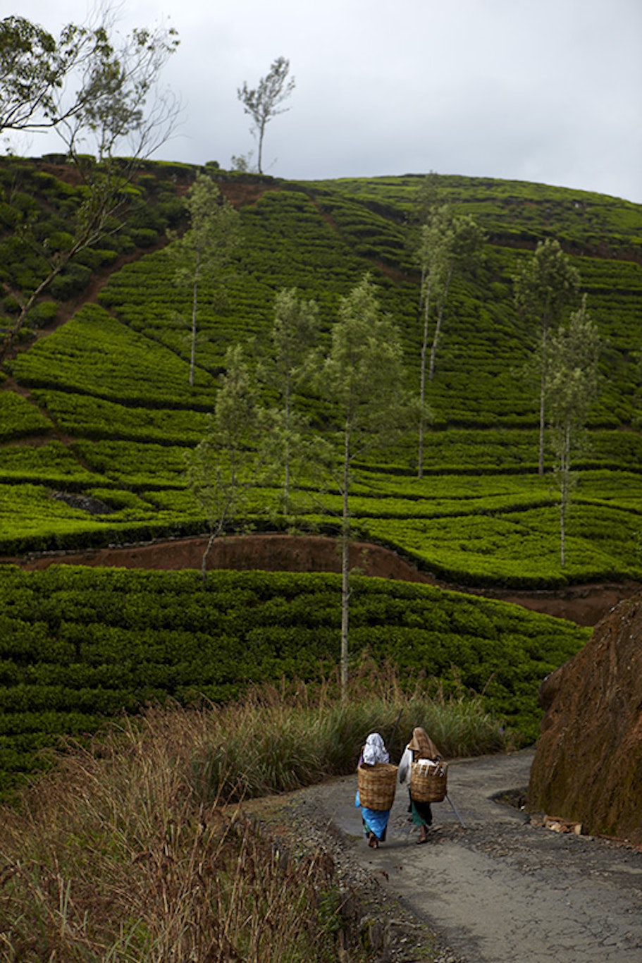 Tea Trails 14/43