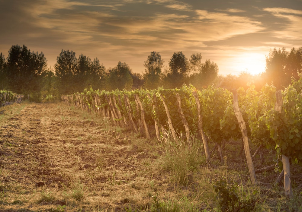 Postales Boutique WIne Hotels - Valle de Uco 45/50