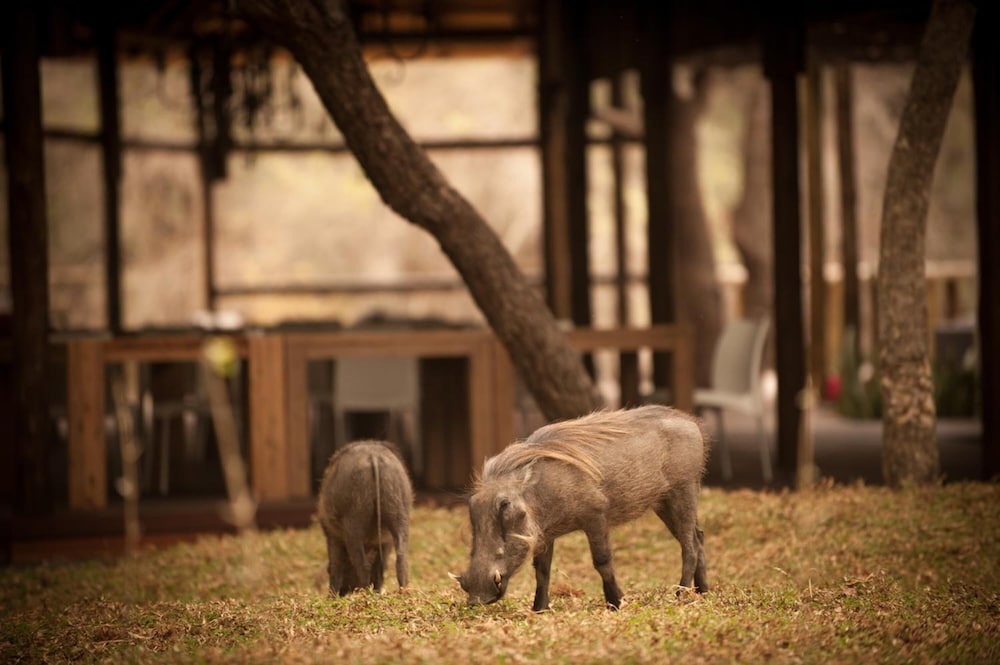 Moditlo River Lodge 46/50