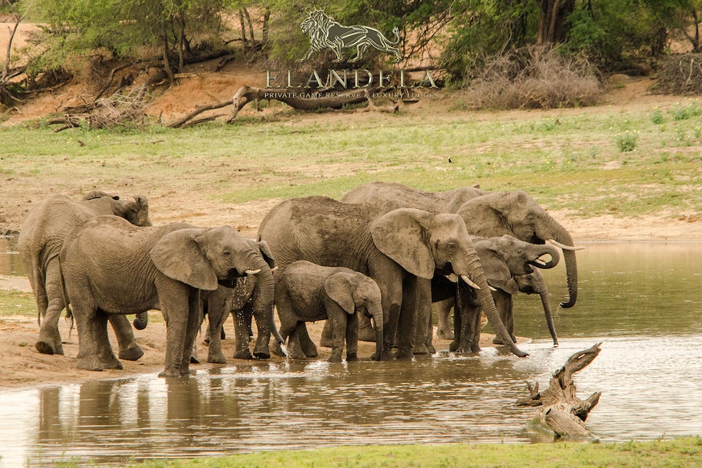 Elandela Private Game Reserve And Luxury Lodge 46/50