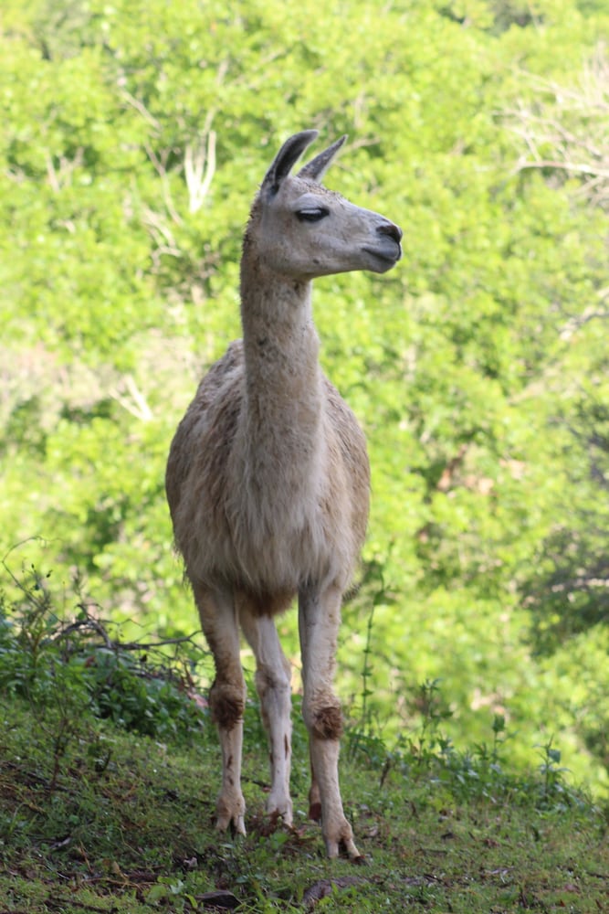 Dayboro Cottages & Llama Walks 22/35