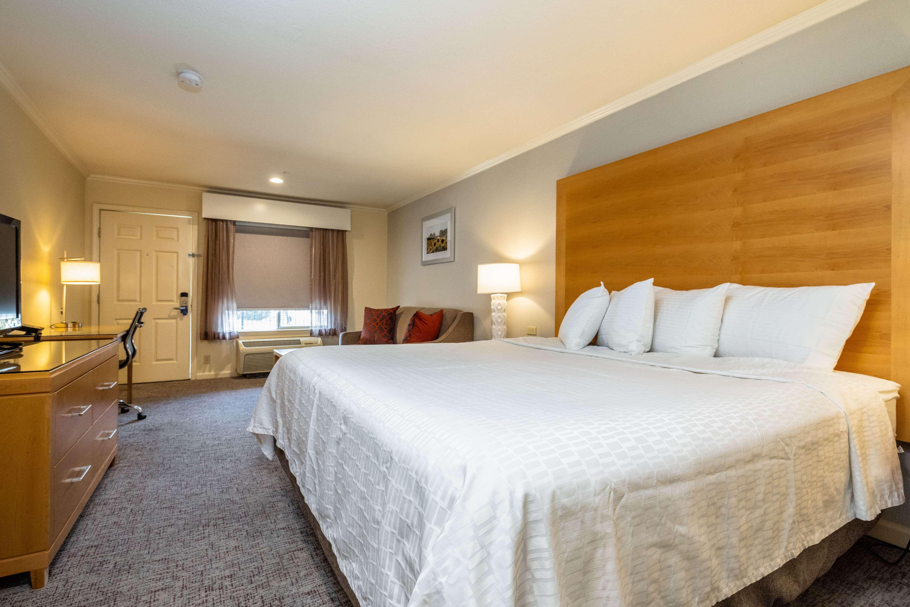 Suite, King Bed
