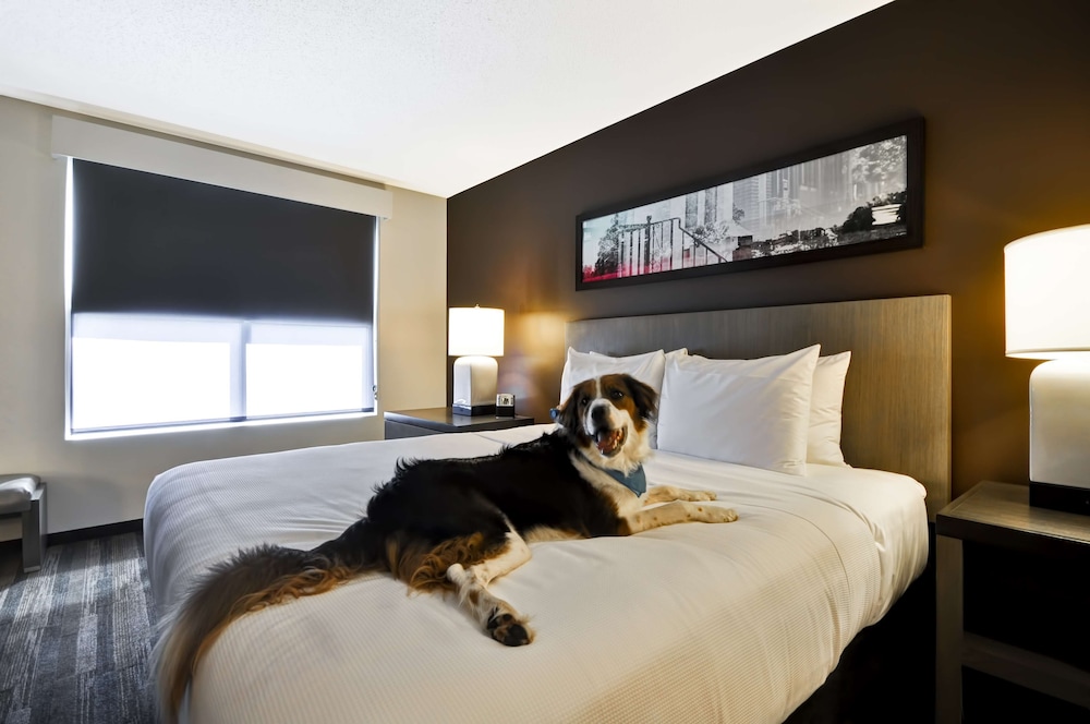 Studio, Suite, King Bed, Sofa
