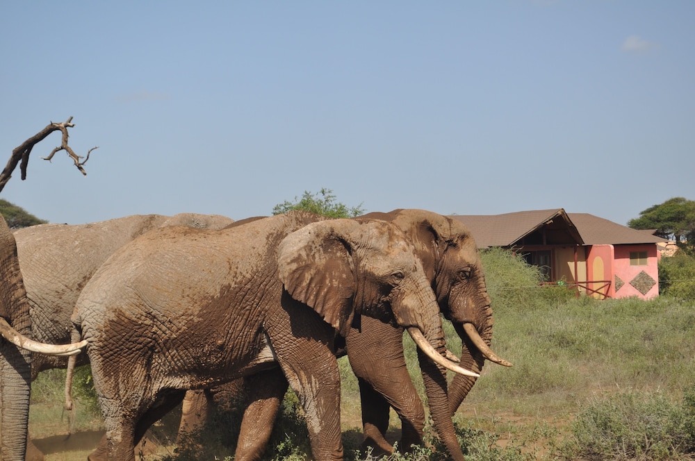 Kilima Safari Camp 45/49