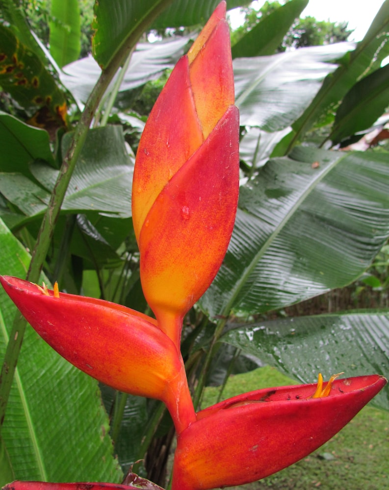 Heliconia Island 37/74