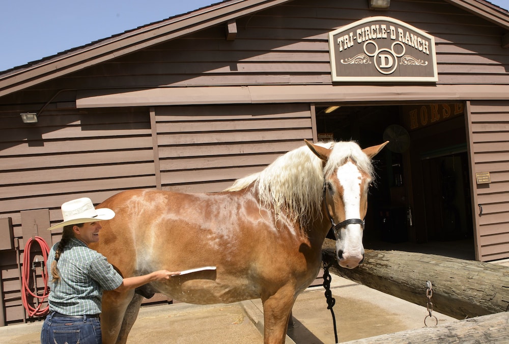 The Cabins at Disney's Fort Wilderness Resort - A Disney Vacation Club Resort 18/43