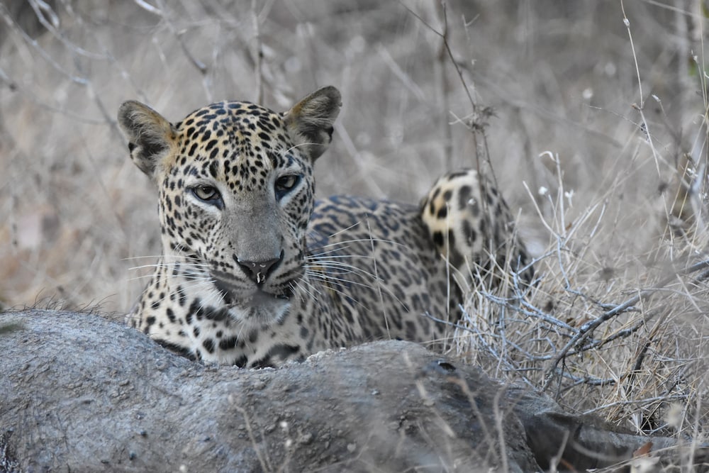 Mahoora Tented Safari Camp - Kumana 18/19