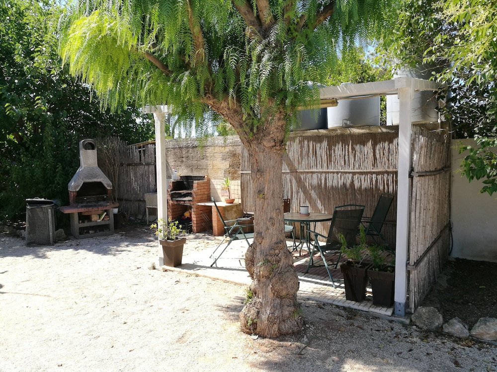L'araucaria 45/50