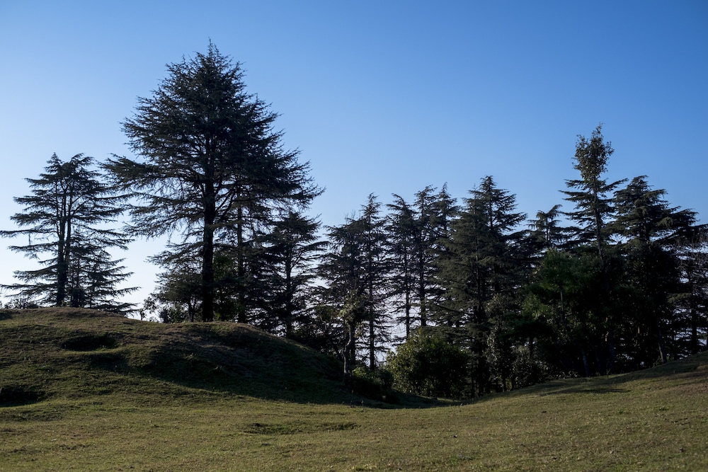 Mosaic Mussoorie 43/50