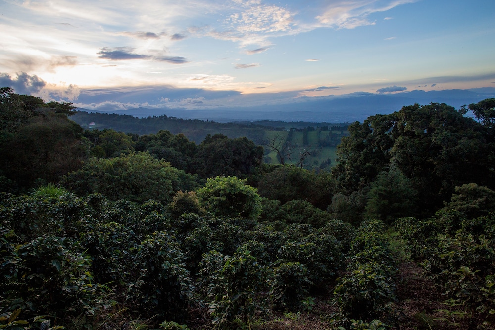 Chayote Lodge 40/50