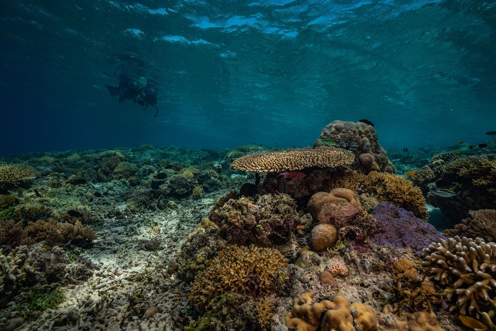 TRAWANGAN DIVE 63/70