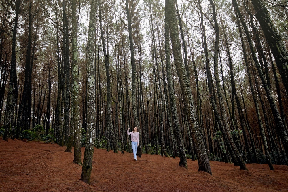 Four Points By Sheraton Bandung 28/46