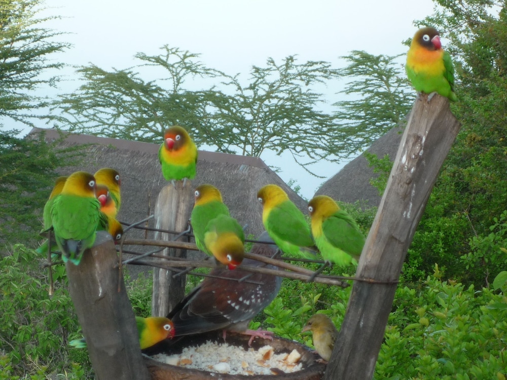 Sunbird Lodge Elementaita 36/39