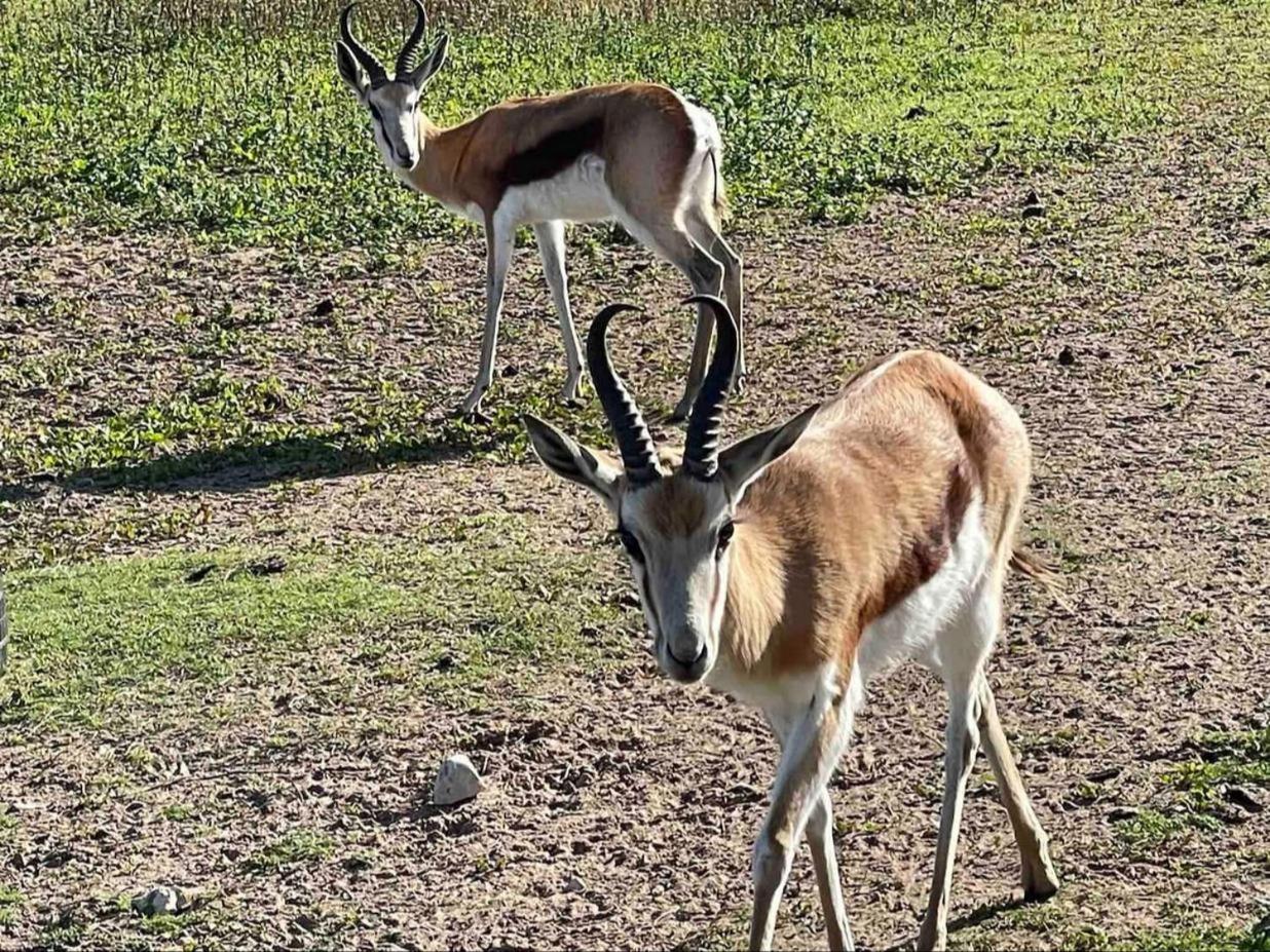 A Touch of Bushveld by the Sea 9/22
