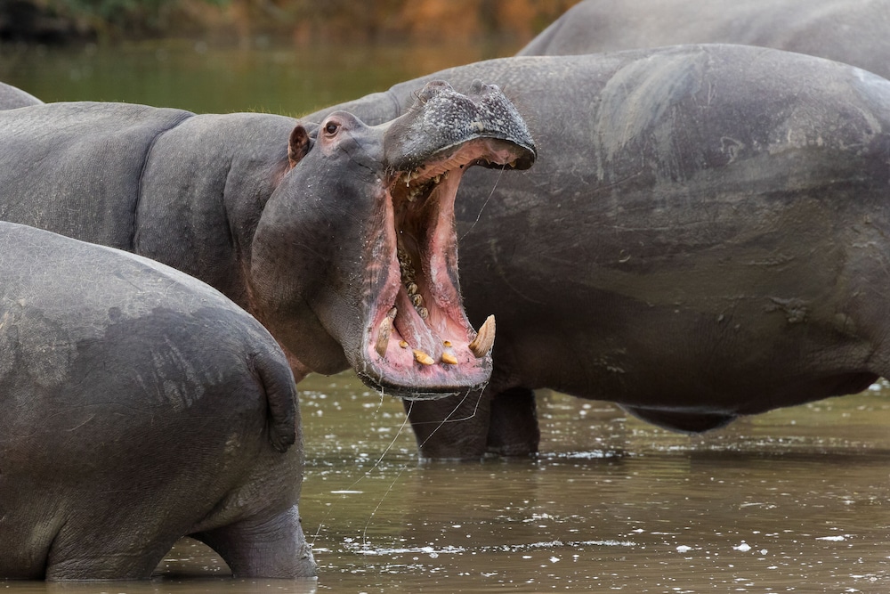 Pumba Private Game Reserve 27/50