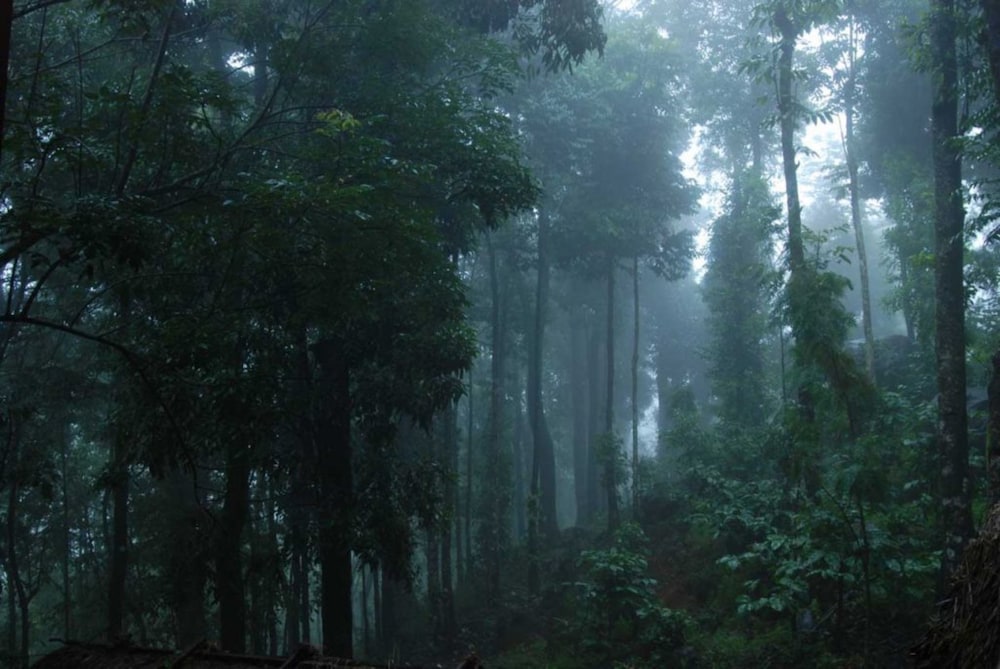 BLUE GINGER WAYANAD RESORTS 35/50