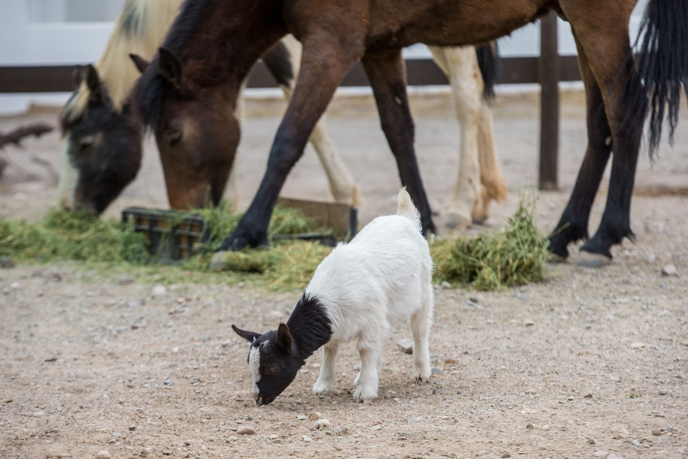 Olive Grove Guest Farm 33/50