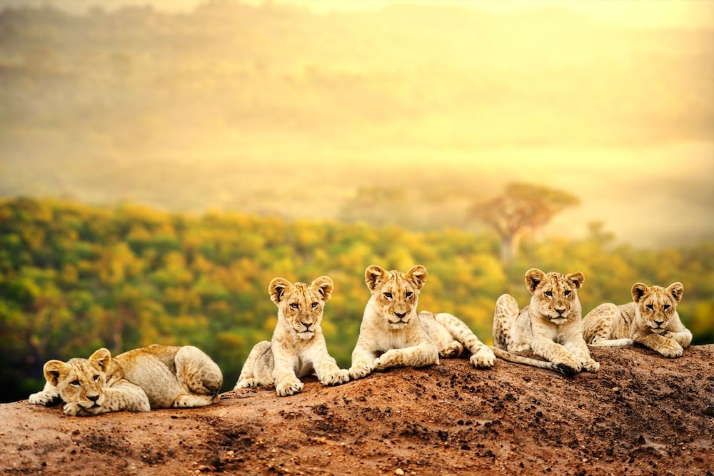 Simba & Oryx Nature Camp 8/12