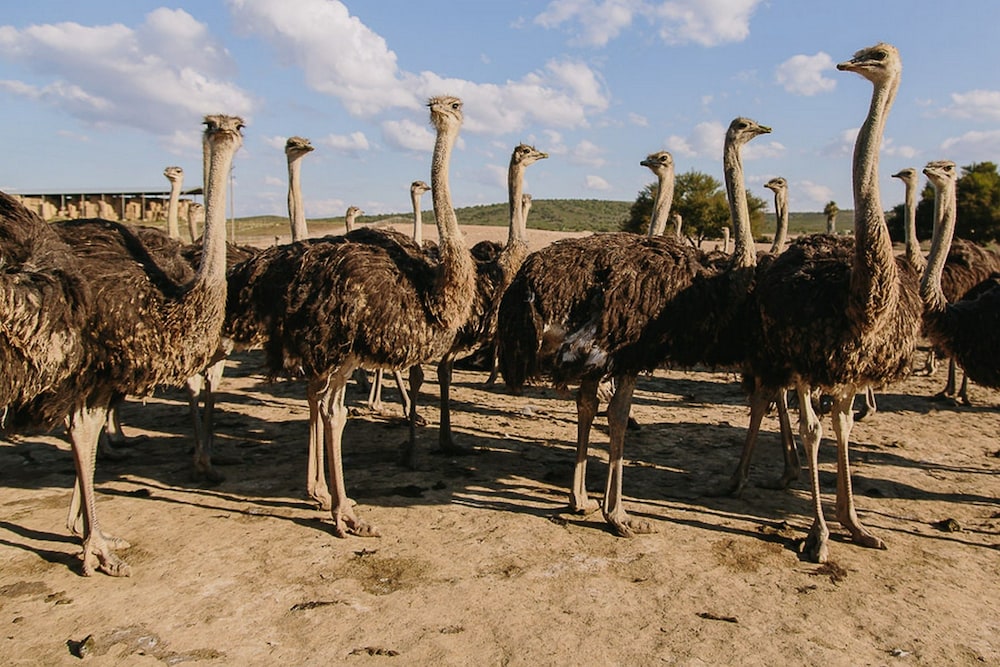 Africamps Klein Karoo 28/37