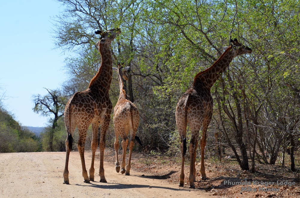 Phumula Kruger Lodge 46/66