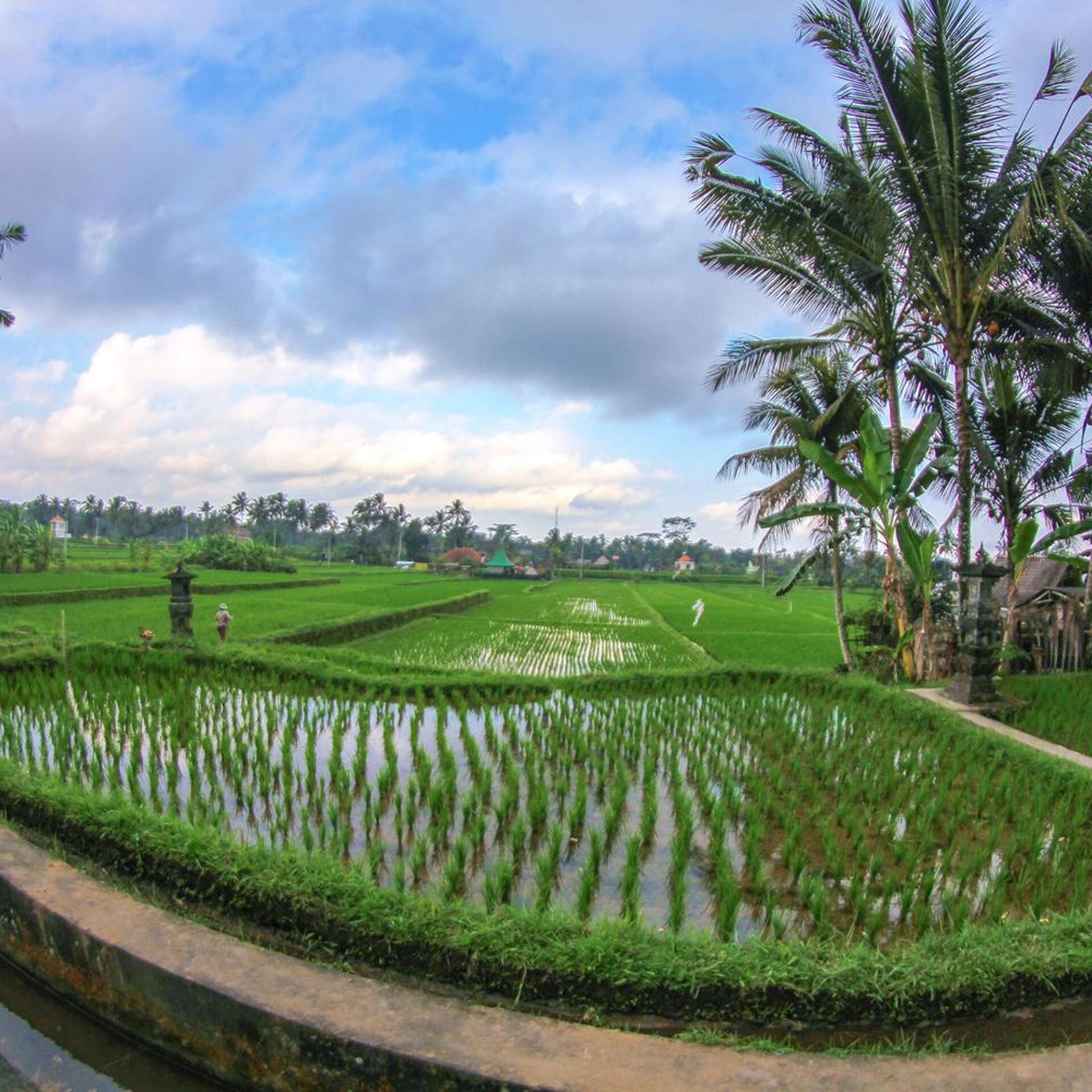 Belvilla Moksha Ceking Rice TerraceNearUbud Jungle Swing 27/33