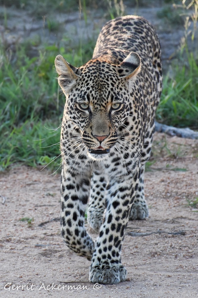 Elephant Plains Game Lodge 1/31