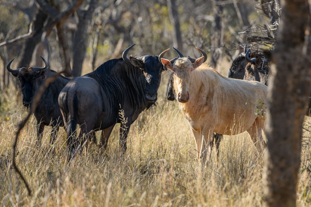 Waterberg Game Park 37/50