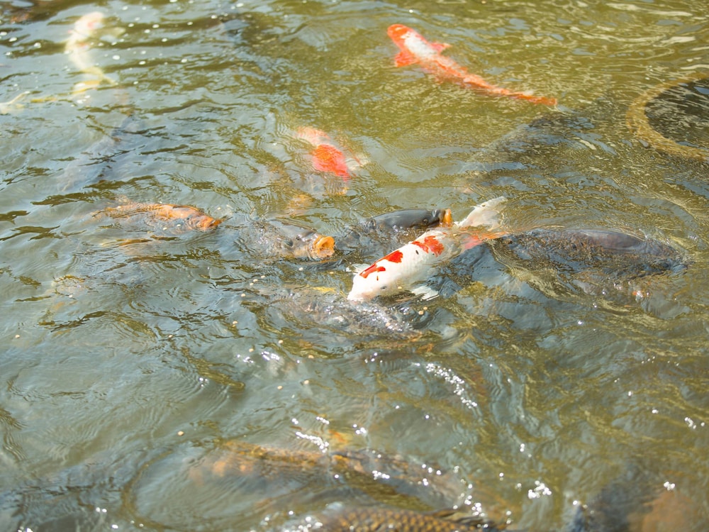 Furinya 57/59