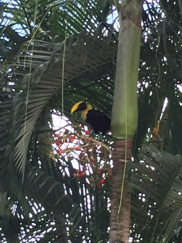 La Perlita 34/50