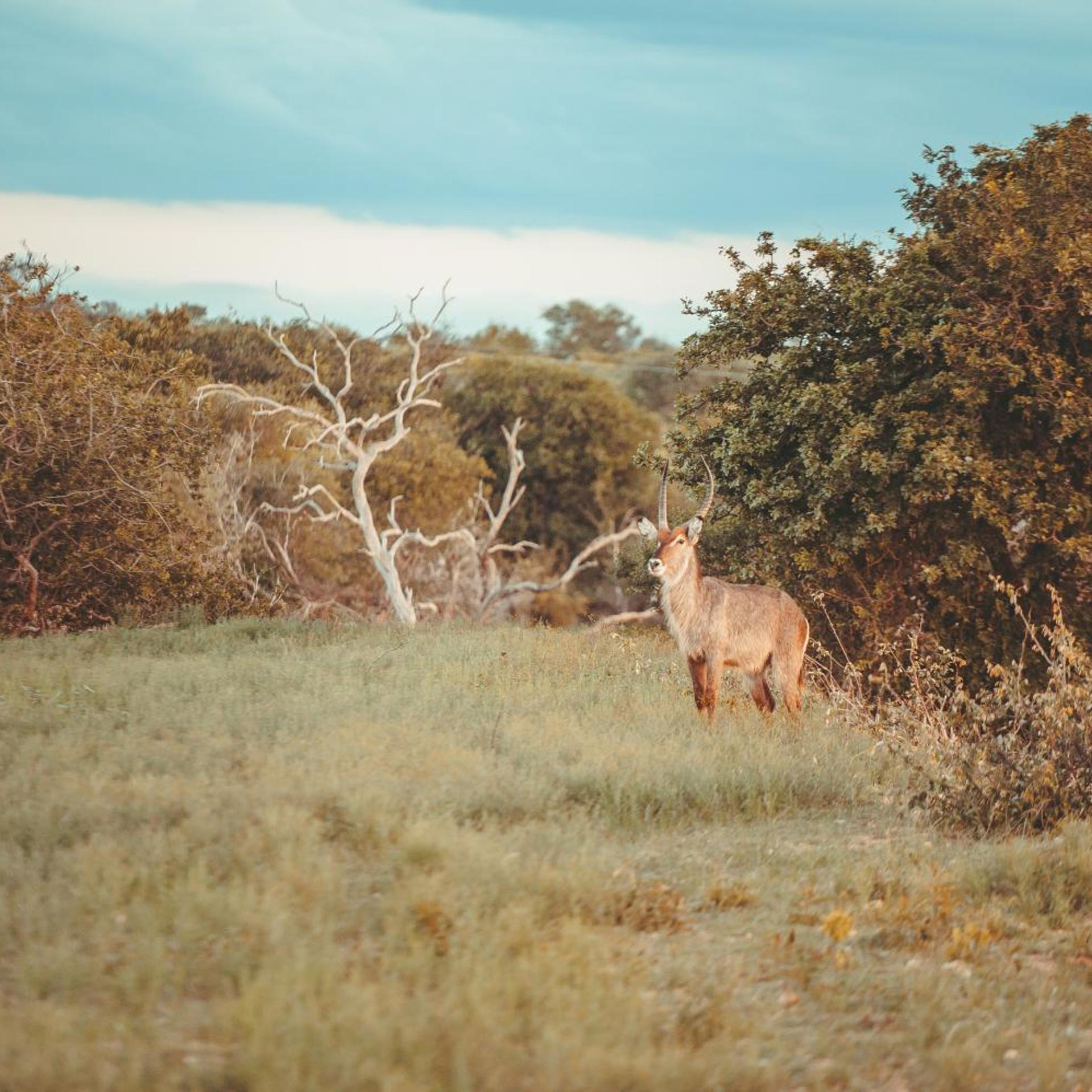 Maroelani Private Nature Reserve 47/50