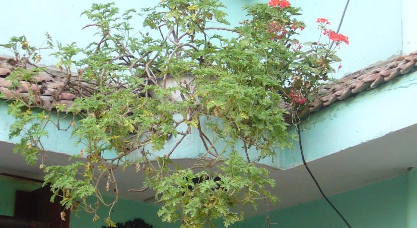 Sanu House Hostel & Homestay 48/49