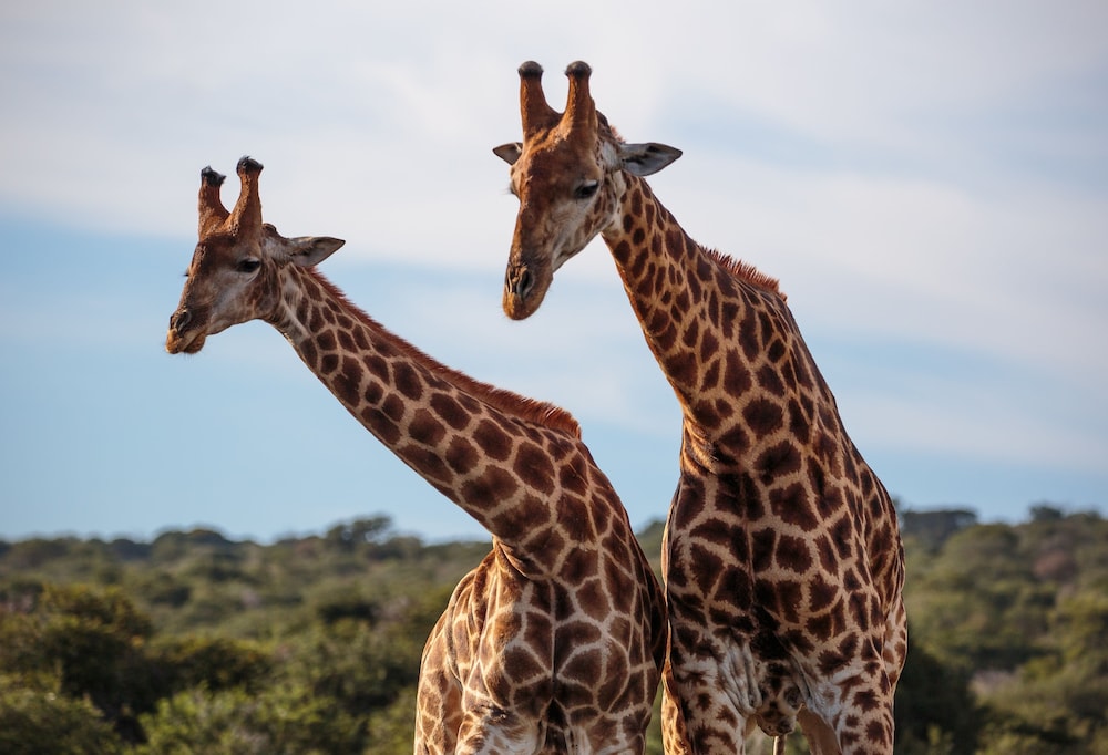 Bukela Game Lodge 21/59